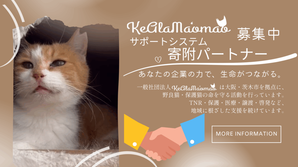 人のてで猫達の命を救う　大阪　保護猫　寄附　チャリティ　茨木市　北摂