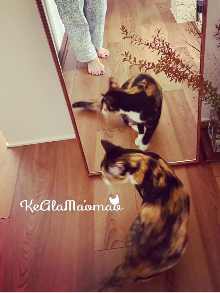 ケアラマオマオ 茨木市 野良猫 保護猫 譲渡会 tnr 茨木市 所有者不明猫