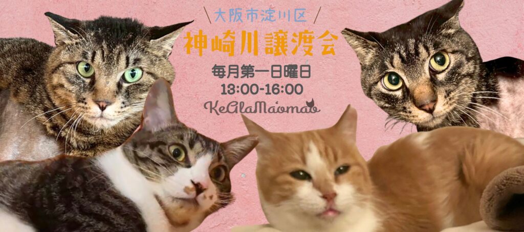 神崎川室内フリー型譲渡会 神崎川譲渡会 保護猫 室内フリー譲渡会 大阪 保護猫
