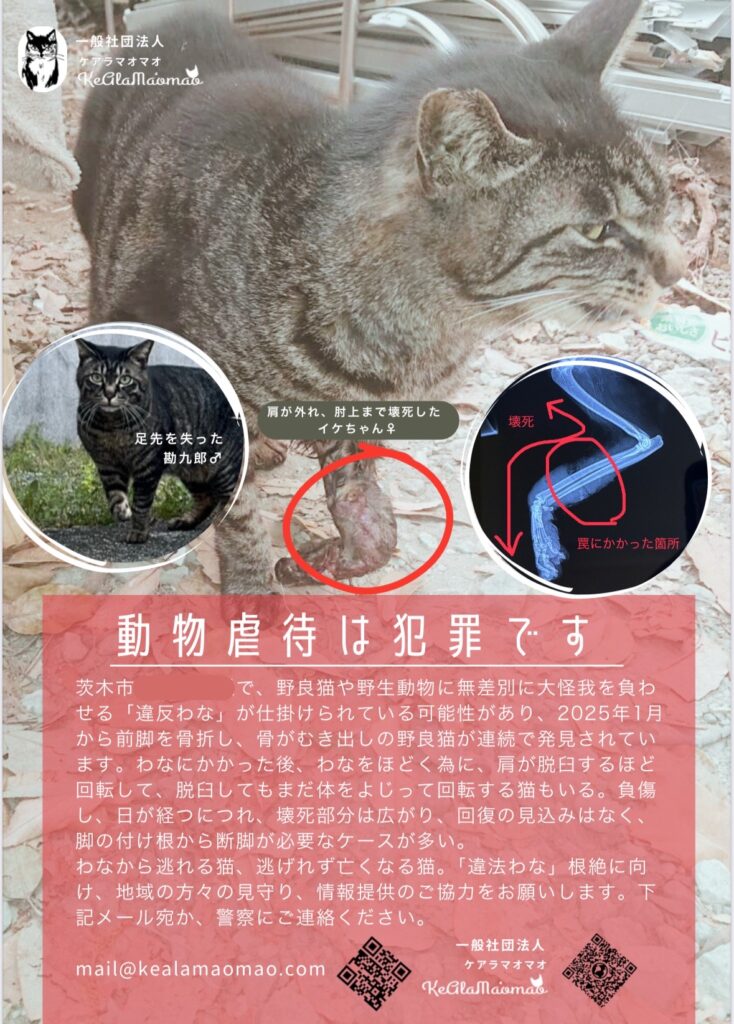茨木市　猫　負傷　トラバサミ　くくり罠
