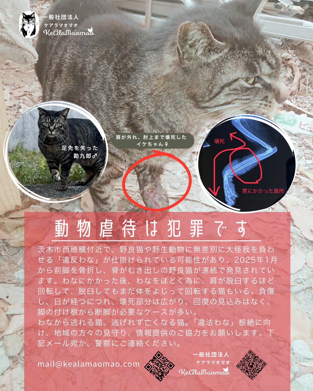 負傷猫は計5頭に
