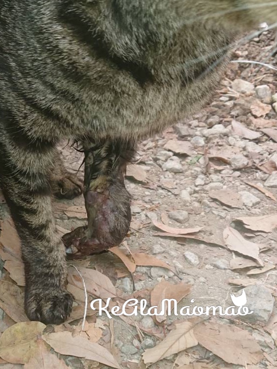 前脚を負傷した猫達について
