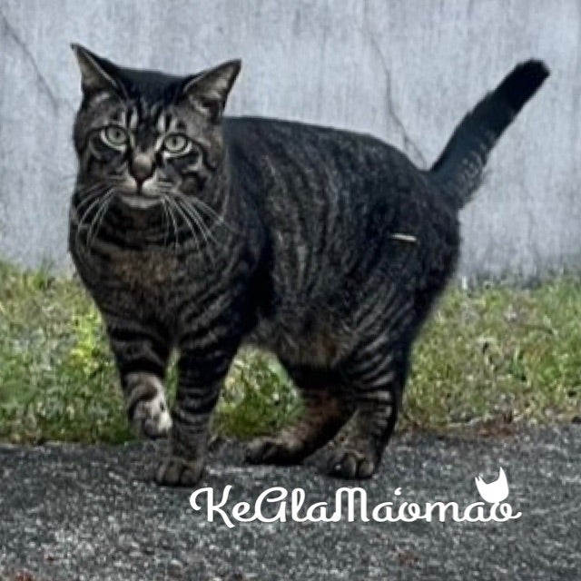 受け入れてもらえないTNR