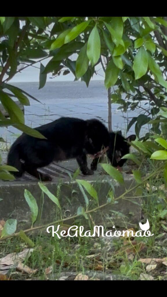 一般社団法人ケアラマオマオ 茨木市 保護猫 TNR 地域猫活動