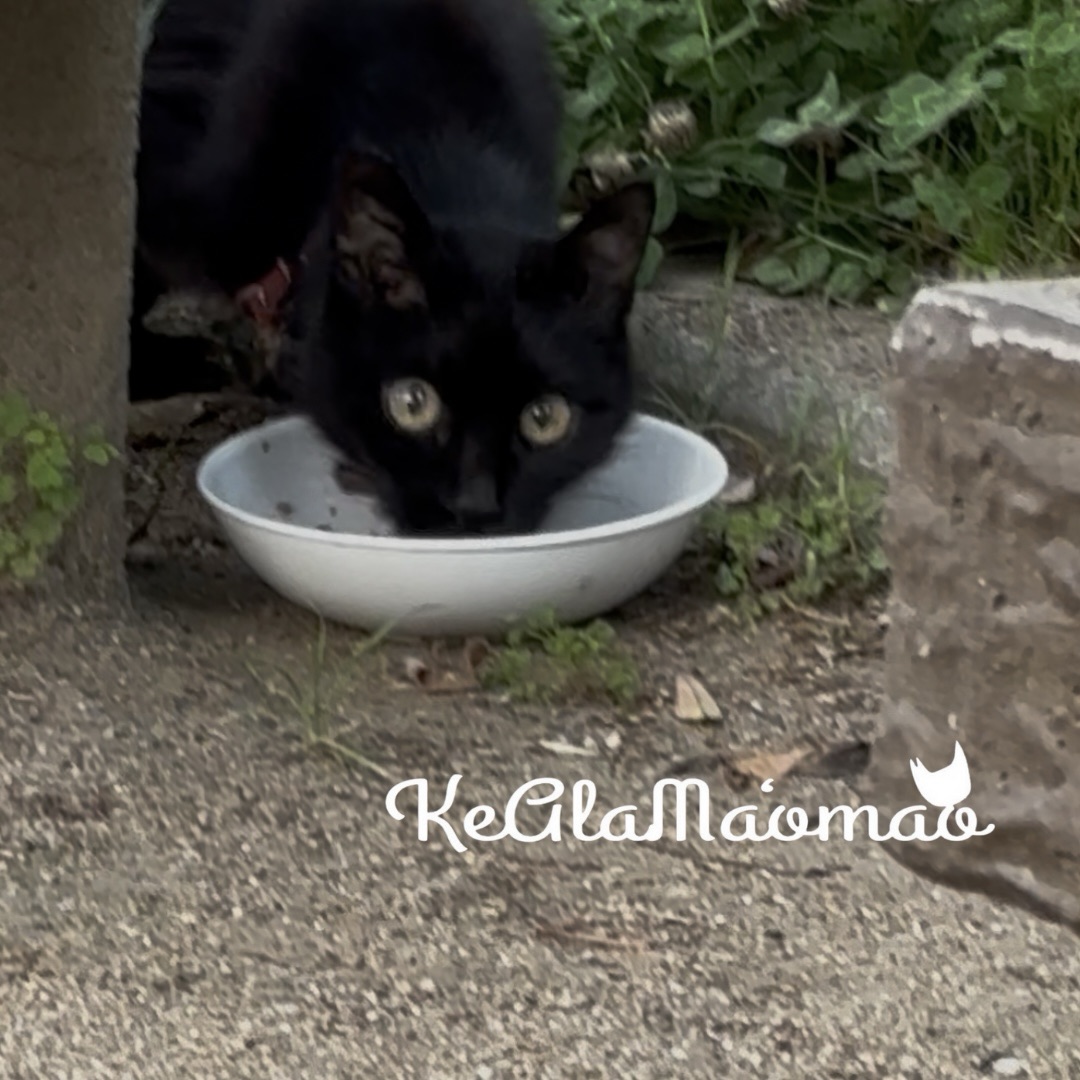 首輪に前脚が引っ掛かった猫②