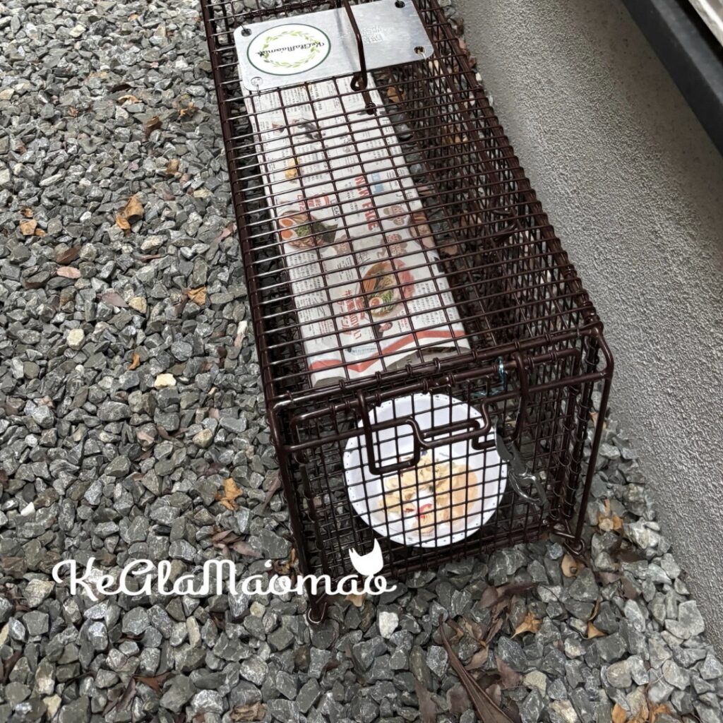 一般社団法人ケアラマオマオ 茨木市 保護猫 野良猫 地域猫 里親募集