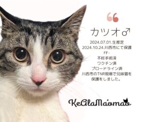 神崎川譲渡会 保護猫 室内フリー譲渡会 大阪 野良猫 茨木市 猫 支援 TNR 北摂
