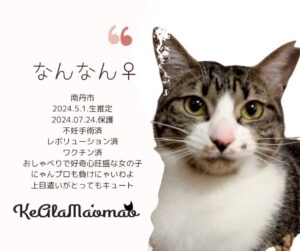 神崎川譲渡会 保護猫 室内フリー譲渡会 大阪 野良猫 茨木市 猫 支援 TNR 北摂