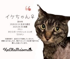 神崎川譲渡会 保護猫 室内フリー譲渡会 大阪 野良猫 茨木市 猫 支援 TNR 北摂