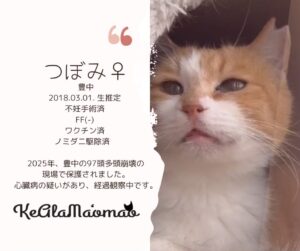 神崎川譲渡会 保護猫 室内フリー譲渡会 大阪 野良猫 茨木市 猫 支援 TNR 北摂