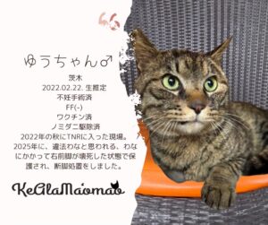 神崎川譲渡会 保護猫 室内フリー譲渡会 大阪 野良猫 茨木市 猫 支援 TNR 北摂