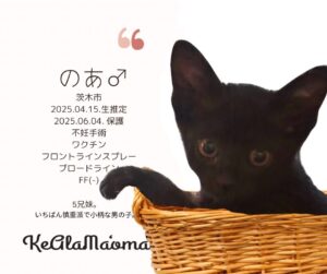 神崎川譲渡会 保護猫 室内フリー譲渡会 大阪 野良猫 茨木市 猫 支援 TNR 北摂