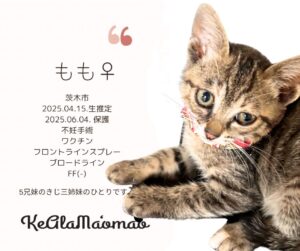 神崎川譲渡会 保護猫 室内フリー譲渡会 大阪 野良猫 茨木市 猫 支援 TNR 北摂