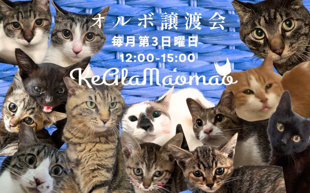 オルボ譲渡会　吹田　茨木　　豊中　箕面　譲渡会
