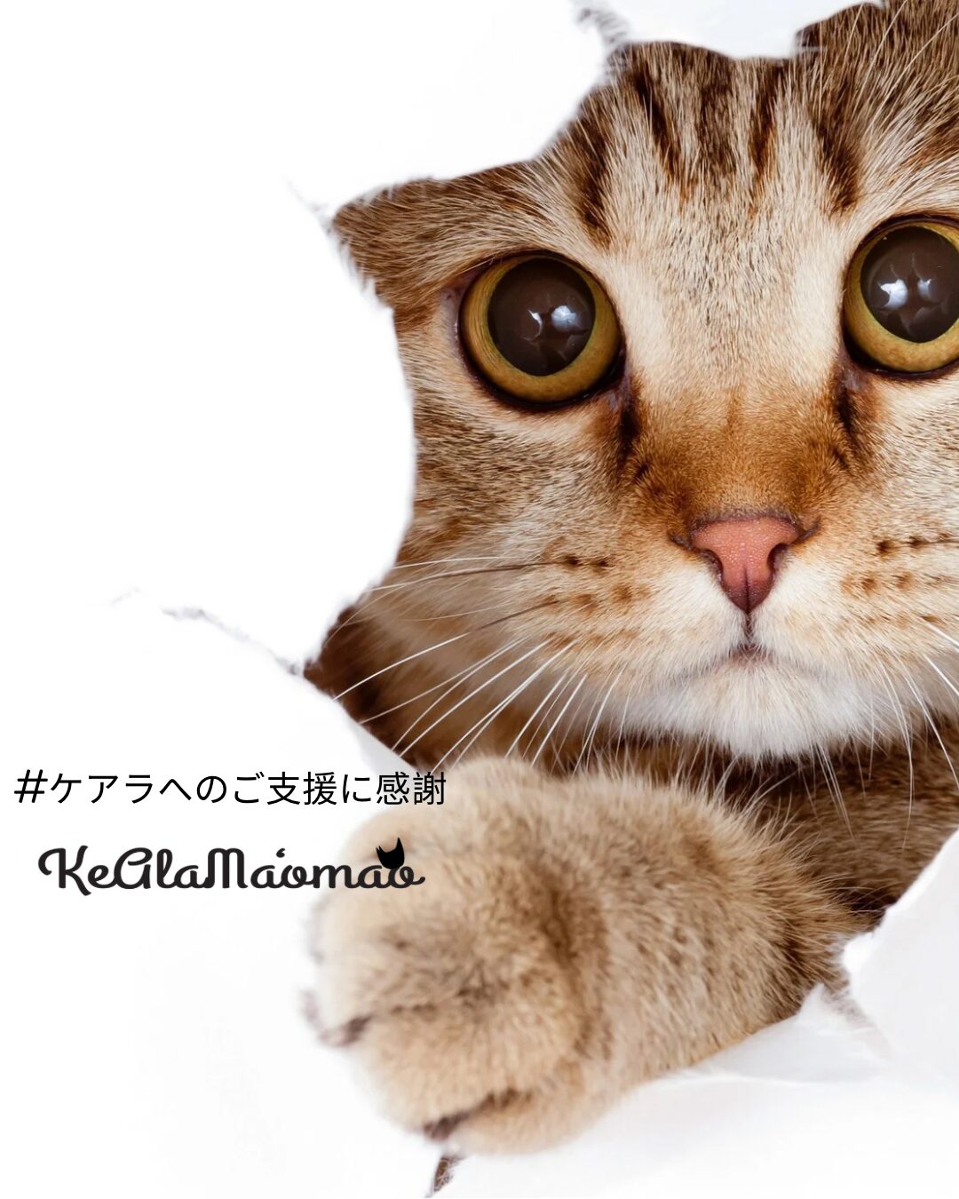 大阪　茨木　高槻　吹田　譲渡会　猫　猫譲渡会　野良猫　保護猫