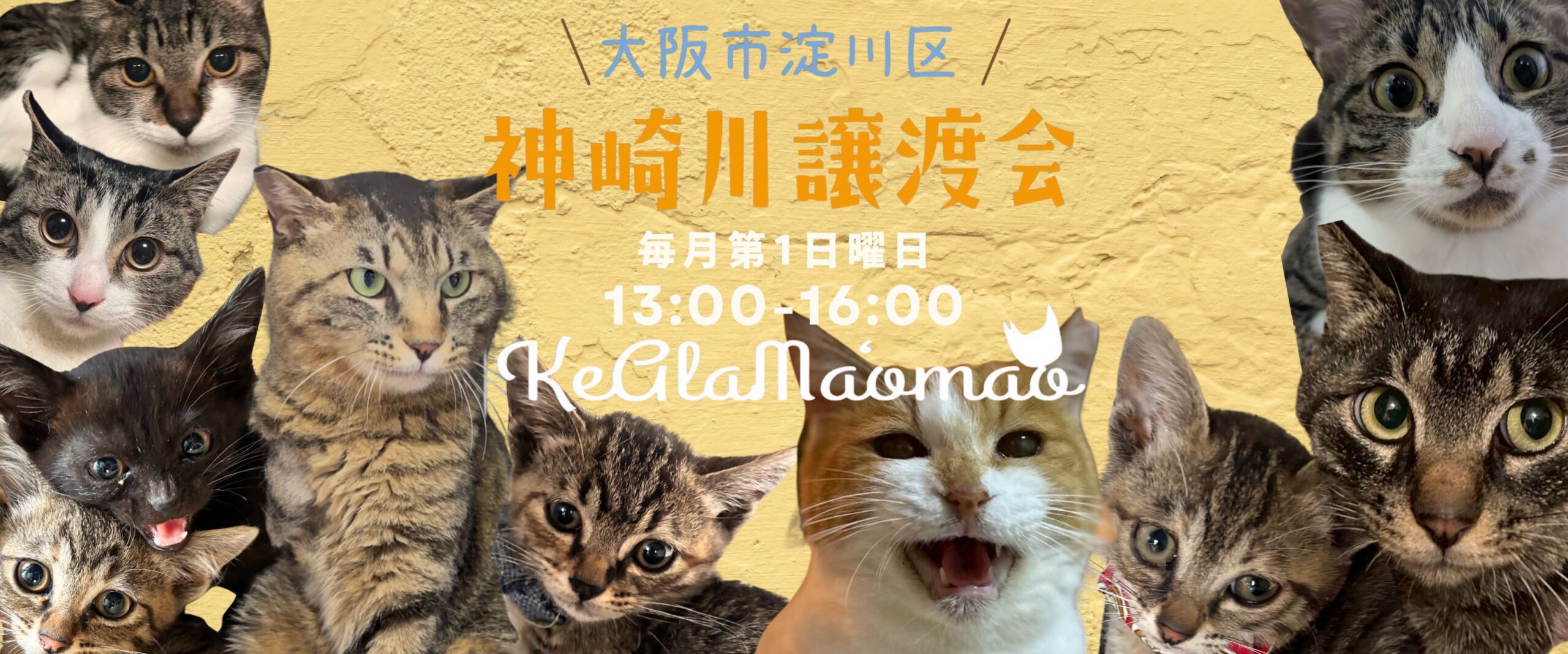 神崎川譲渡会　保護猫　室内フリー譲渡会　大阪　保護猫