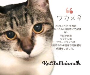神崎川譲渡会 保護猫 室内フリー譲渡会 大阪 野良猫 茨木市 猫 支援 TNR 北摂