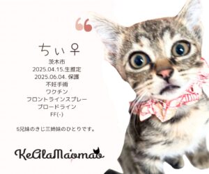 神崎川譲渡会 保護猫 室内フリー譲渡会 大阪 野良猫 茨木市 猫 支援 TNR 北摂