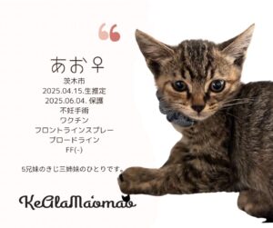 神崎川譲渡会 保護猫 室内フリー譲渡会 大阪 野良猫 茨木市 猫 支援 TNR 北摂